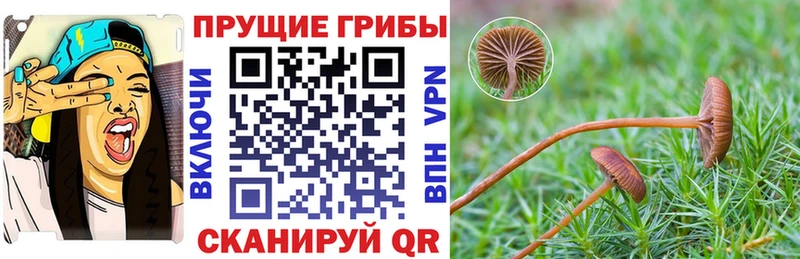 Псилоцибиновые грибы GOLDEN TEACHER  наркотики  Талица 